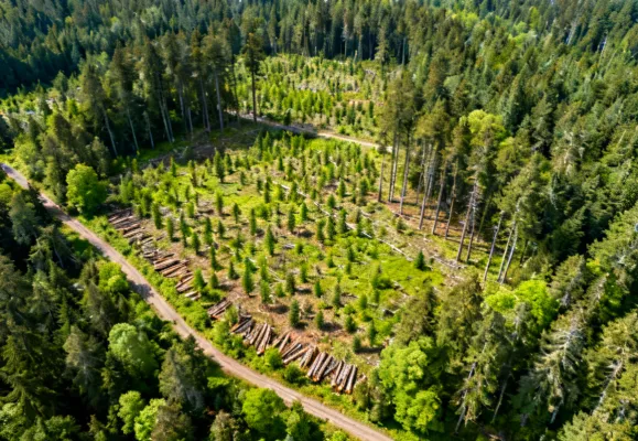 Sustainable Forest Management